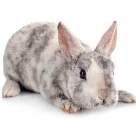 10 laziest rabbit breeds, cynoclub Shutterstock
