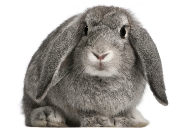 10 laziest rabbit breeds, Eric Isselee Shutterstock