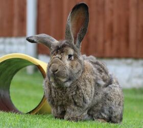 10 laziest rabbit breeds, mattyw1991 Shutterstock