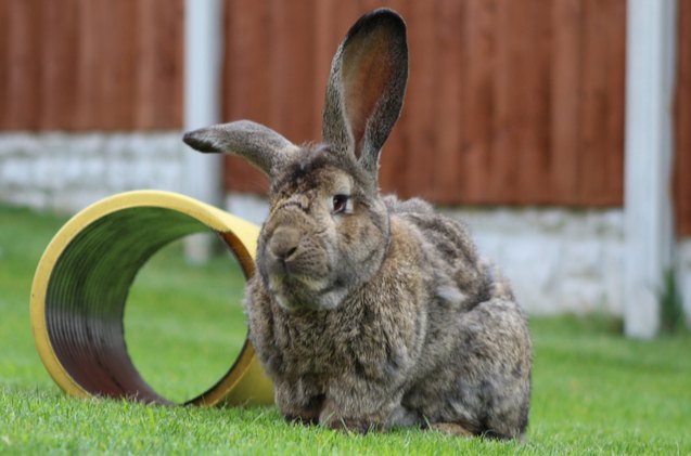 10 Laziest Rabbit Breeds | PetGuide
