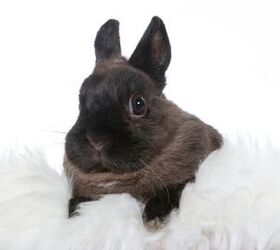10 laziest rabbit breeds, Jne Valokuvaus Shutterstock