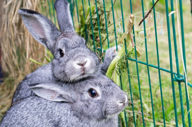 10 laziest rabbit breeds, Cora Mueller Shutterstock