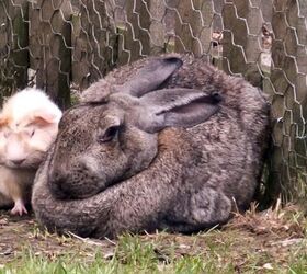 10 laziest rabbit breeds, Tony Austin Flickr