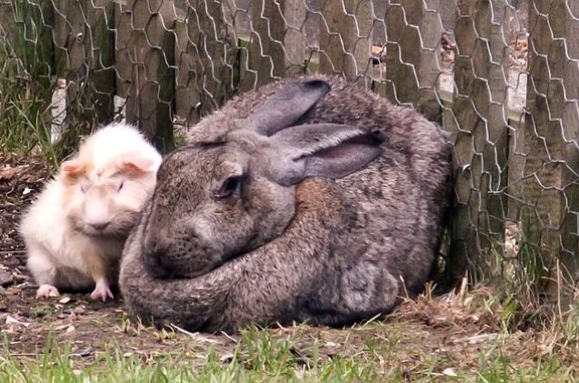 10 laziest rabbit breeds, Tony Austin Flickr