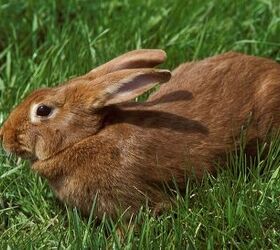 10 laziest rabbit breeds, slowmotiongli Shutterstock