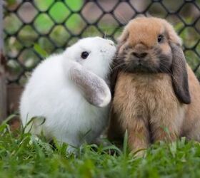 10 calmest rabbit breeds, A3pfamily Shutterstock