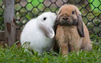 Jersey Wooly Rabbit Breed Information and Pictures - PetGuide.com ...