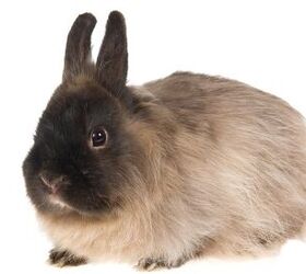10 calmest rabbit breeds, Linn Currie Shutterstock