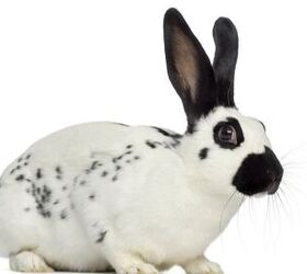 10 calmest rabbit breeds, Eric Isselee Shutterstock