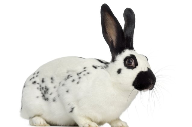 10 calmest rabbit breeds, Eric Isselee Shutterstock