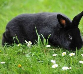 10 calmest rabbit breeds, Ailura Wikimedia Commons