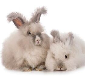 10 Calmest Rabbit Breeds | PetGuide