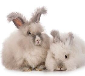 fluffy bunny breed