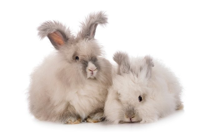10 calmest rabbit breeds, cynoclub Shutterstock