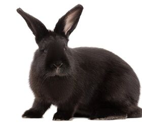 10 calmest rabbit breeds, Sonsedska Yuliia Shutterstock