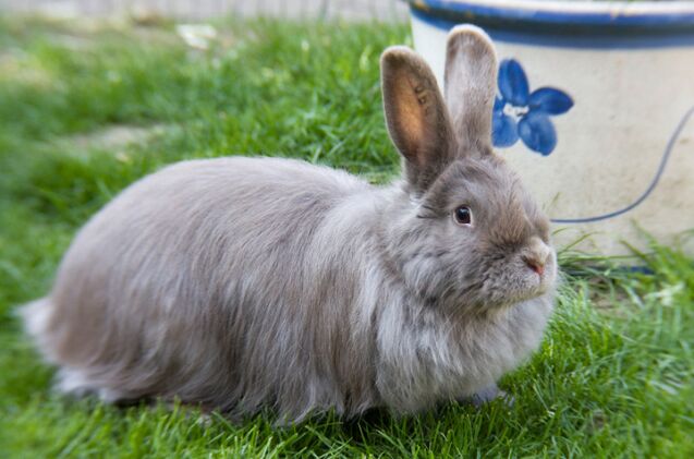 10 calmest rabbit breeds, Aramat Wikimedia Commons