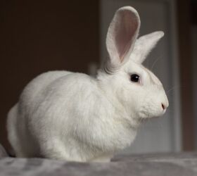 10 calmest rabbit breeds, Angela Holmyard Shutterstock