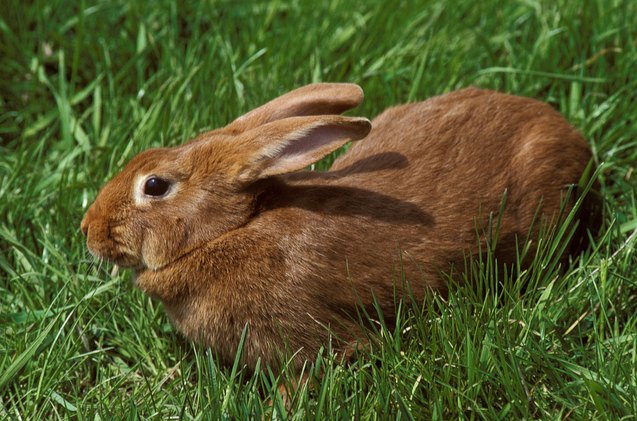 10 calmest rabbit breeds, slowmotiongli Shutterstock