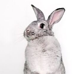 10 calmest rabbit breeds, Mary Swift Shutterstock
