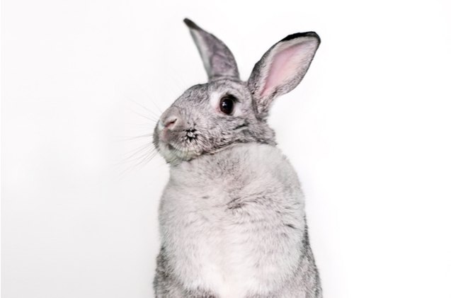 10 calmest rabbit breeds, Mary Swift Shutterstock