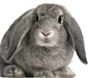 10 Calmest Rabbit Breeds | PetGuide