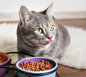 the five signs of pet health