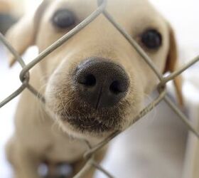 More Than 100 Ukraine Shelter Dogs Turned Away at the Poland Border