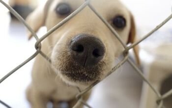 More Than 100 Ukraine Shelter Dogs Turned Away at the Poland Border
