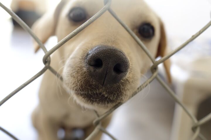more than 100 ukraine shelter dogs turned away at the poland border, David P Baileys Shutterstock