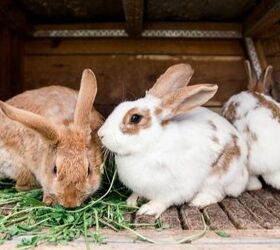 10 best outdoor rabbit breeds, Kolomiyets Viktoriya Shutterstock