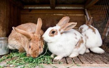 10 Best Outdoor Rabbit Breeds