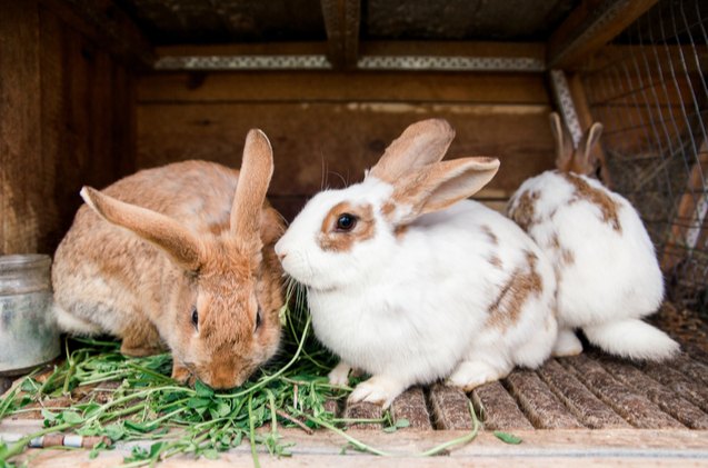 10 best outdoor rabbit breeds, Kolomiyets Viktoriya Shutterstock