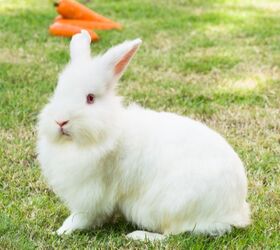 10 best outdoor rabbit breeds, Sarawoot Pengmuan Shutterstock