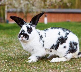 10 best outdoor rabbit breeds, Lukasz Pawel Szczepanski Shutterstock