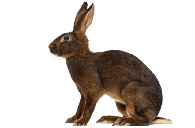 10 best outdoor rabbit breeds, Eric Isselee Shutterstock