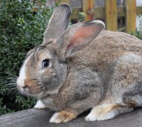 10 Best Outdoor Rabbit Breeds PetGuide