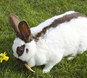 10 best outdoor rabbit breeds, Beachbird Shutterstock