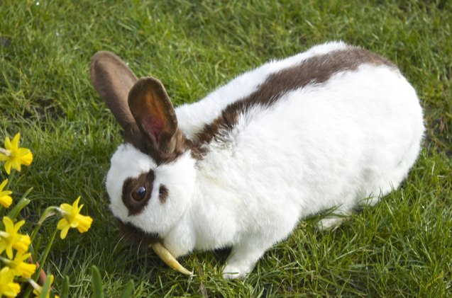 10 best outdoor rabbit breeds, Beachbird Shutterstock