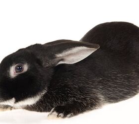 10 best outdoor rabbit breeds, Lin Currie Shutterstock