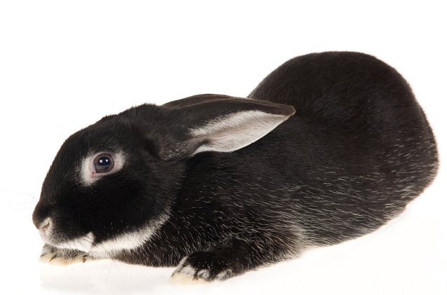 10 best outdoor rabbit breeds, Lin Currie Shutterstock