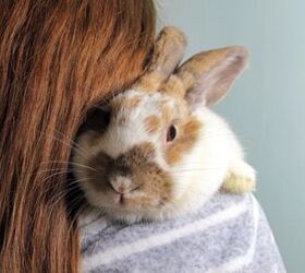 10 friendliest rabbit breeds, Dean Clarke Shutterstock