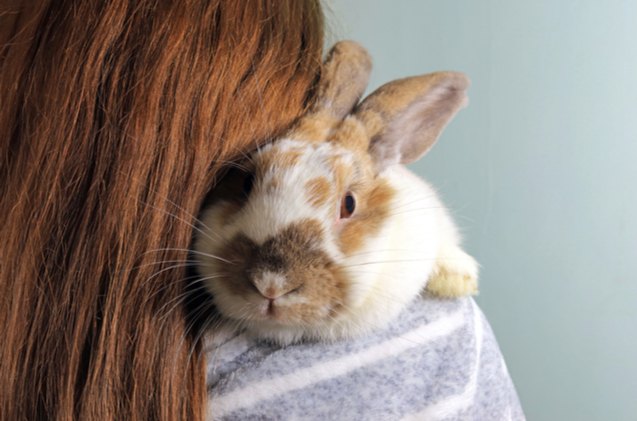 10 friendliest rabbit breeds, Dean Clarke Shutterstock