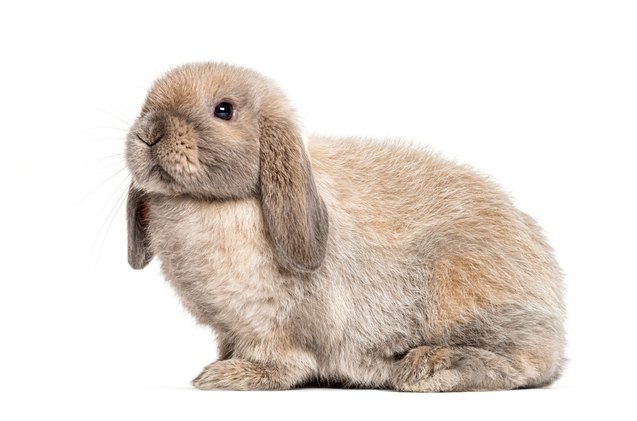 Friendly bunny