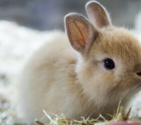 10 friendliest rabbit breeds, RATT ANARACH Shutterstock