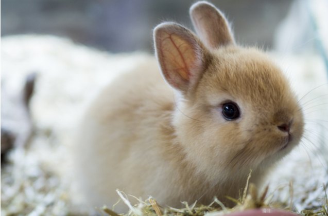 10 friendliest rabbit breeds, RATT ANARACH Shutterstock