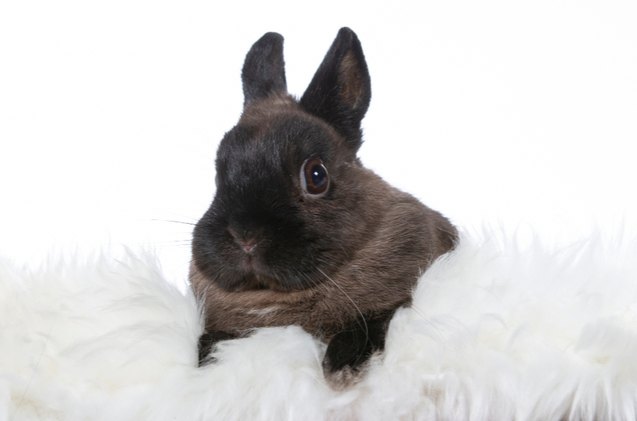 10 Friendliest Rabbit Breeds | PetGuide