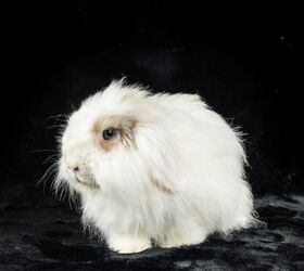 10 friendliest rabbit breeds, Monica Harms Shutterstock