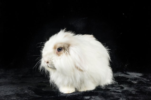 10 Friendliest Rabbit Breeds | PetGuide
