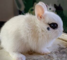 10 friendliest rabbit breeds, Amr pixel Shutterstock