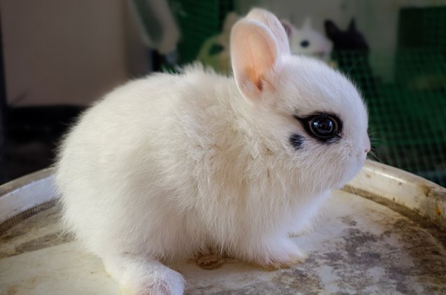 10 friendliest rabbit breeds, Amr pixel Shutterstock